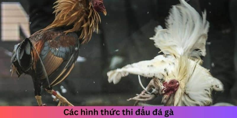 Các hình thức thi đấu đá gà