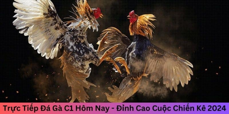 Trực tiếp đá gà C1 hôm nay