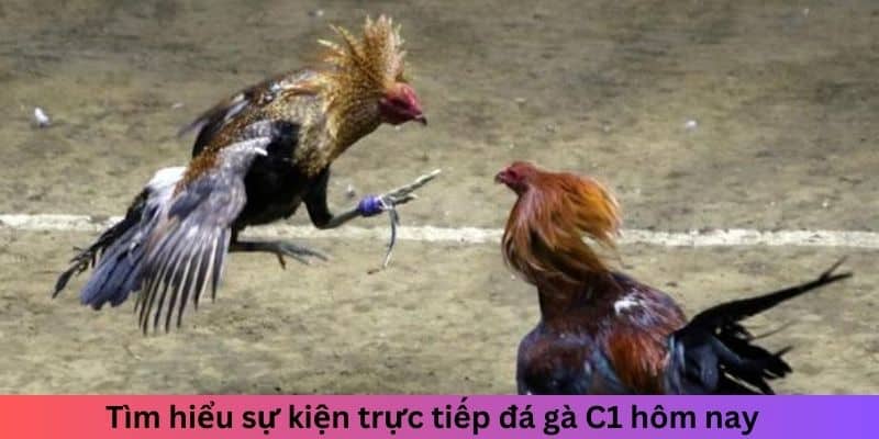 Tìm hiểu về sự kiện trực tiếp đá gà C1 hôm nay