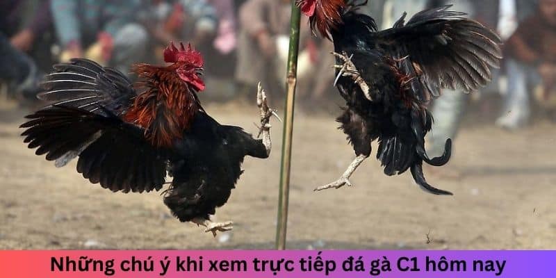 Những chú ý khi xem trực tiếp đá gà C1 hôm nay