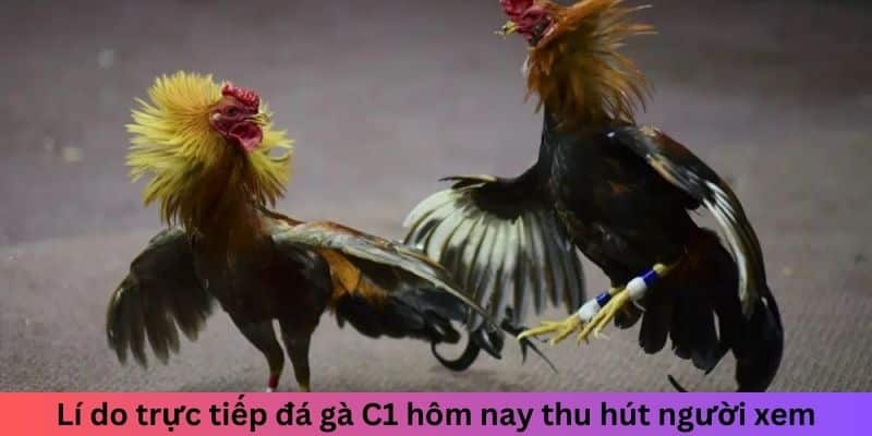 Lí do trực tiếp đá gà C1 hôm nay thu hút người xem